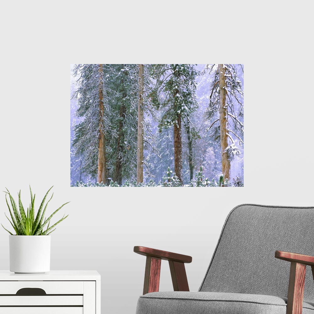 A modern room featuring Winter in Yosemite National Park, California