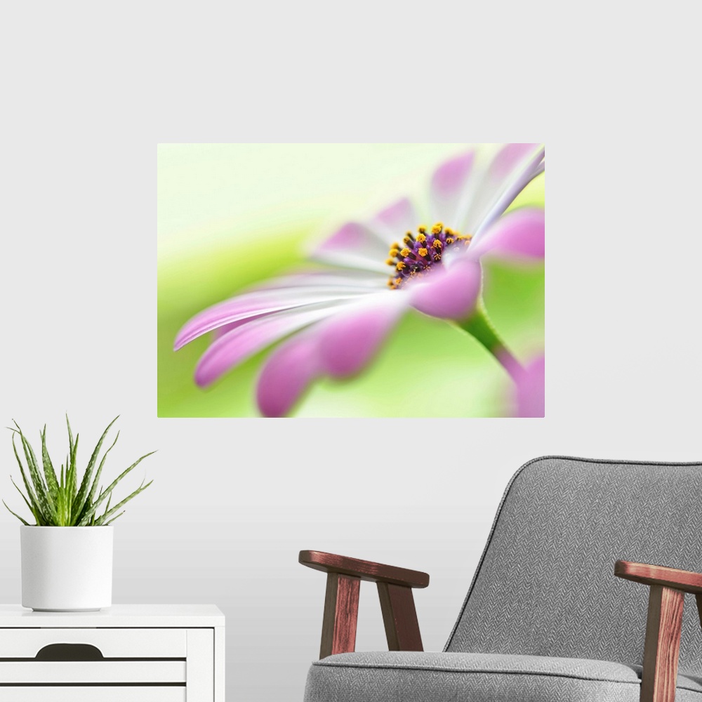 A modern room featuring Soft focus macro image of a flower with white and pink petals, focusing in on the center of the f...
