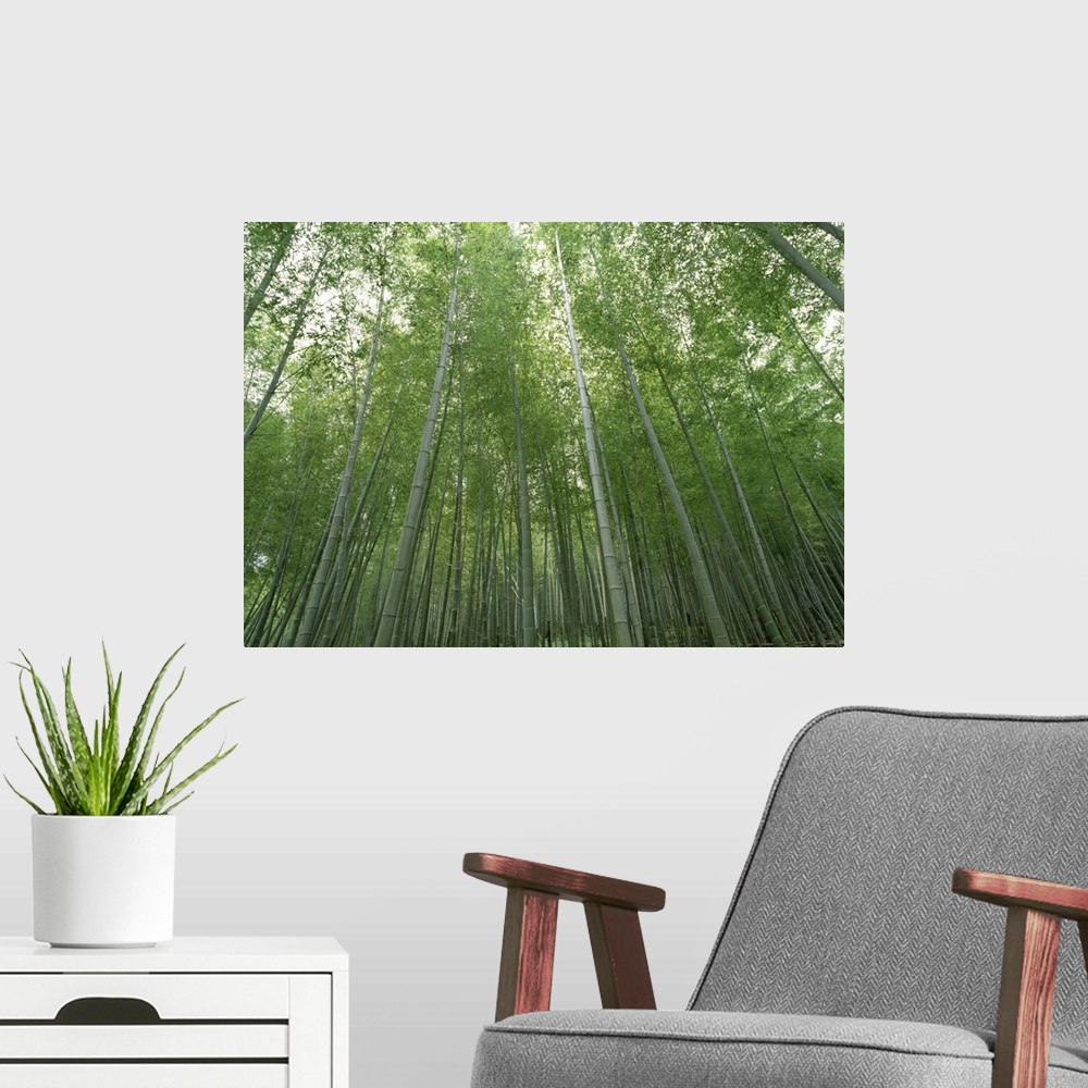 A modern room featuring Big, horizontal, low angle photograph of a dense forest of tall bamboo trees in Fukuoka, Kyushu, ...