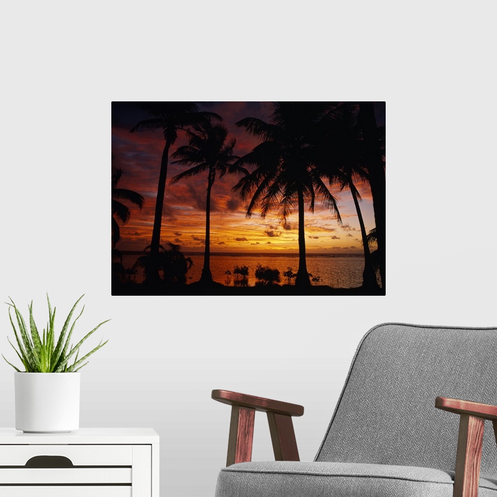 A modern room featuring Silhouette of palm tree on the coast at sunrise, Barrier Reef, South Water Caye, Belize