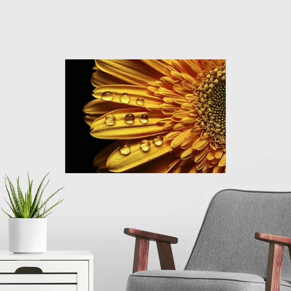 A modern room featuring Abstract rain drops in perfect order on a yellow flower.