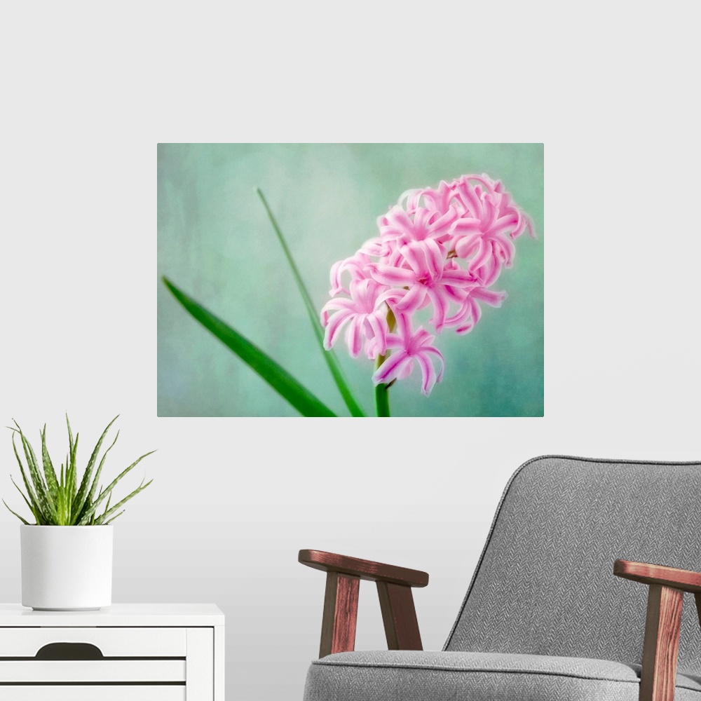A modern room featuring Hyacinth flower, a beautiful spring flower