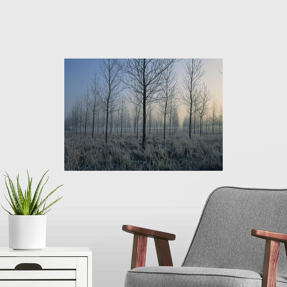 A modern room featuring Landscape of trees in a plantation at dawn or dusk, Nord Pas de Calais, France