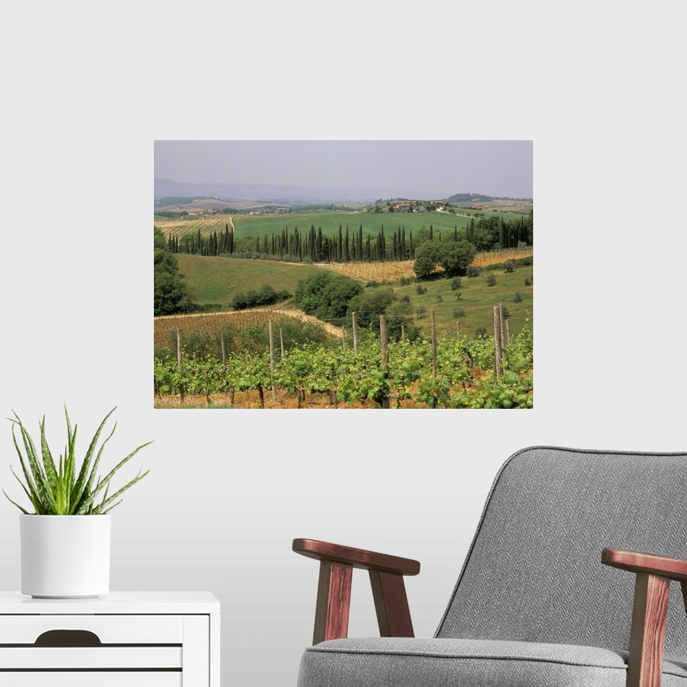 A modern room featuring Vines and vineyards, Chianti district north of Siena, San Leonino, Siena, Tuscany, Italy