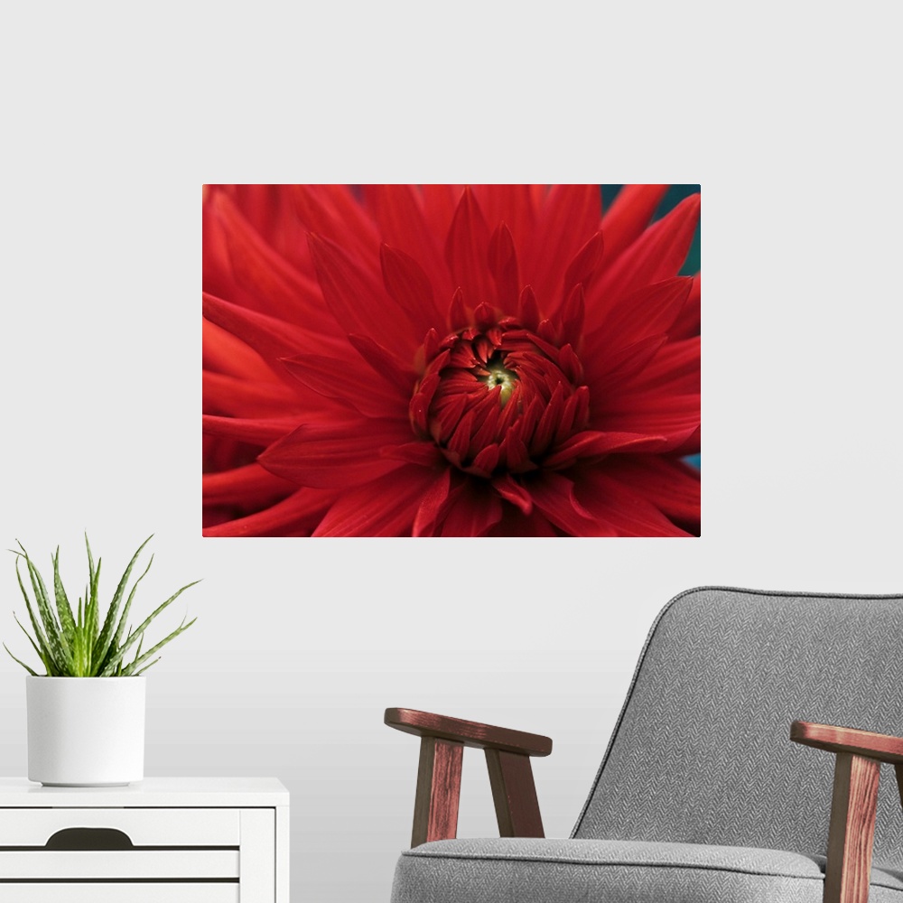 A modern room featuring Dahlia flower (Dahlia 'Bergers Record'). Dahlias are ornamental flowers that have been cultivated...