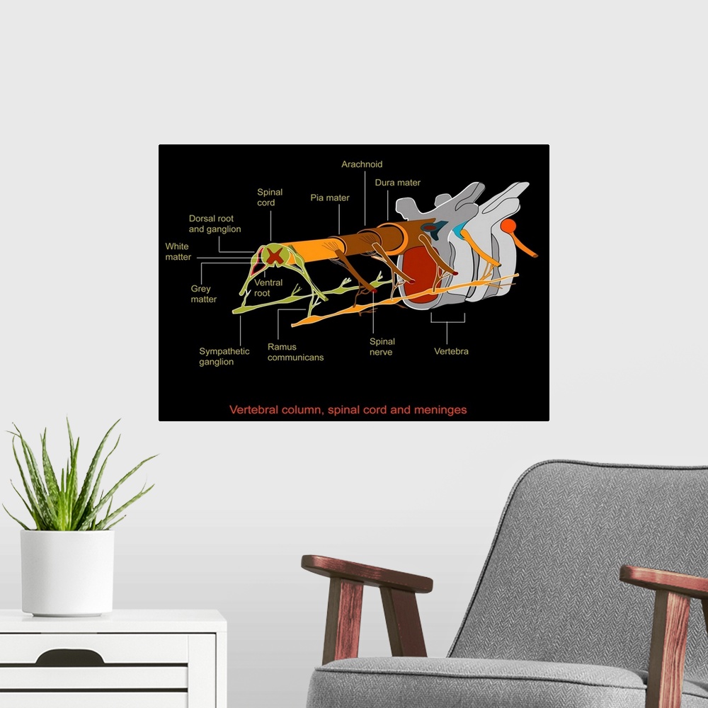 A modern room featuring Spine anatomy, artwork. The spinal cord is made up of grey matter (dark red), which contains nerv...