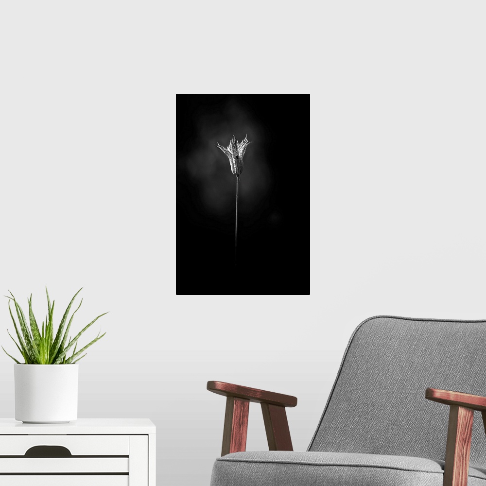 A modern room featuring Still life photo of a flower just about to bloom, resembling a bell.