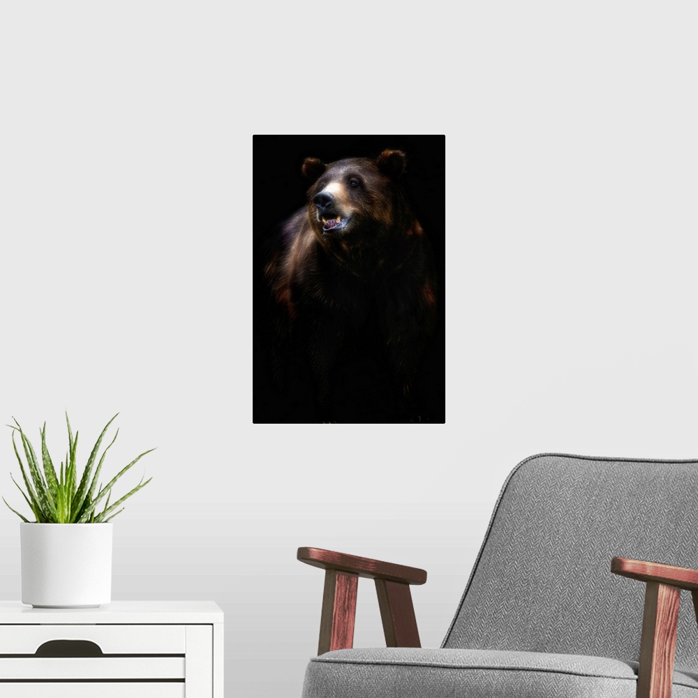 A modern room featuring Brown Bear Portrait