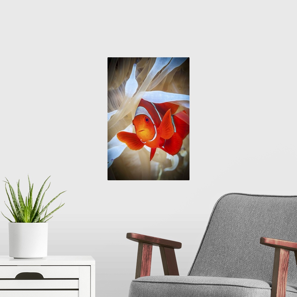 A modern room featuring Clownfish in white anemone in Kimbe Bay.