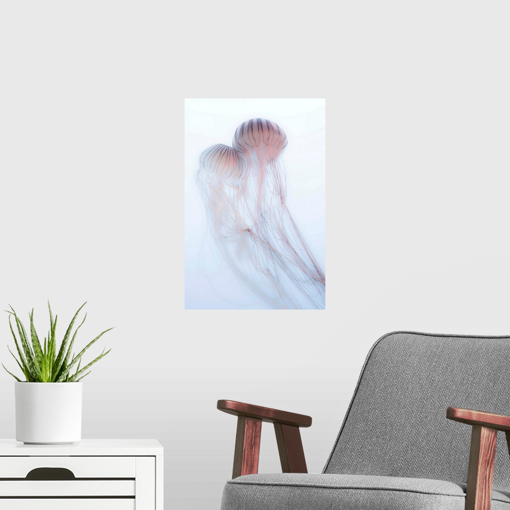 A modern room featuring A photograph of two jellyfish against a soft background.