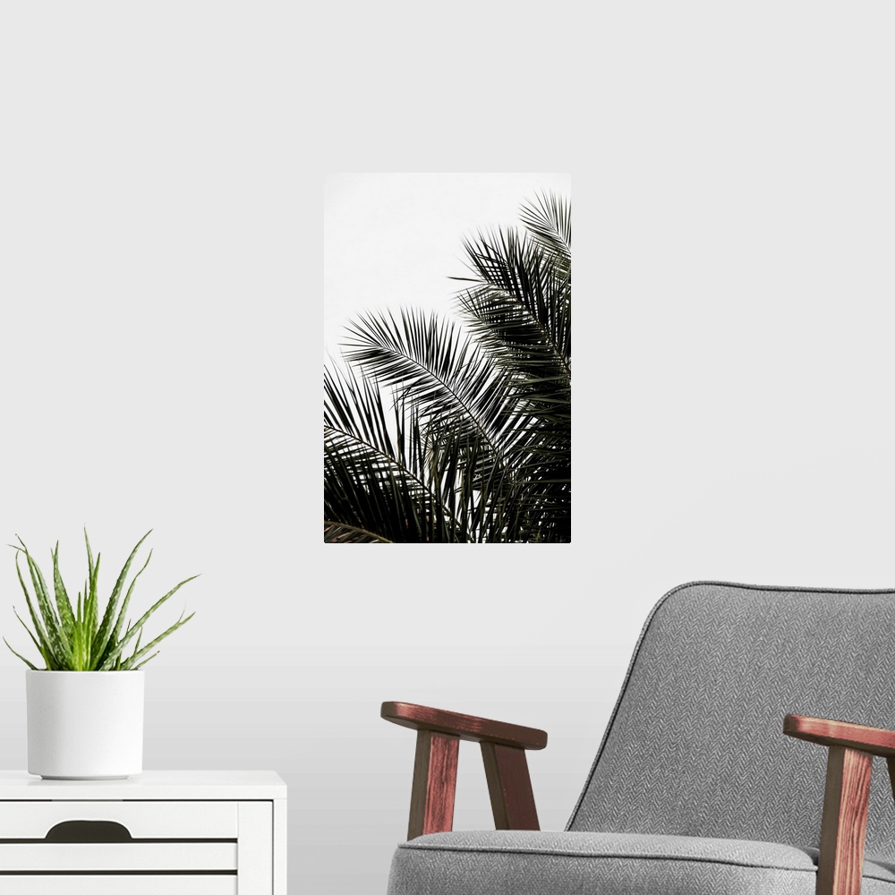 A modern room featuring A bold contemporary photograph of long dark green palm branches against a white background