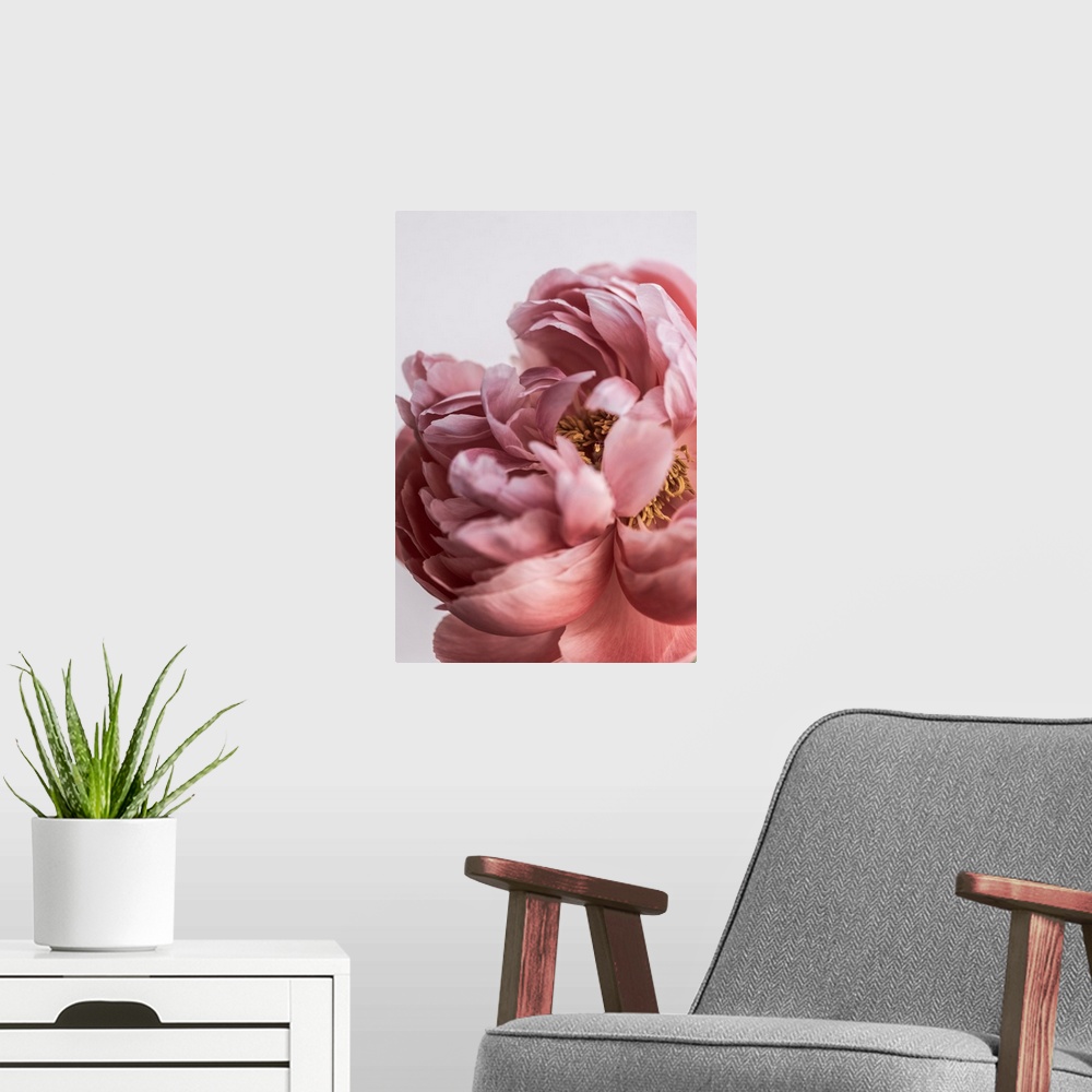 A modern room featuring Peony