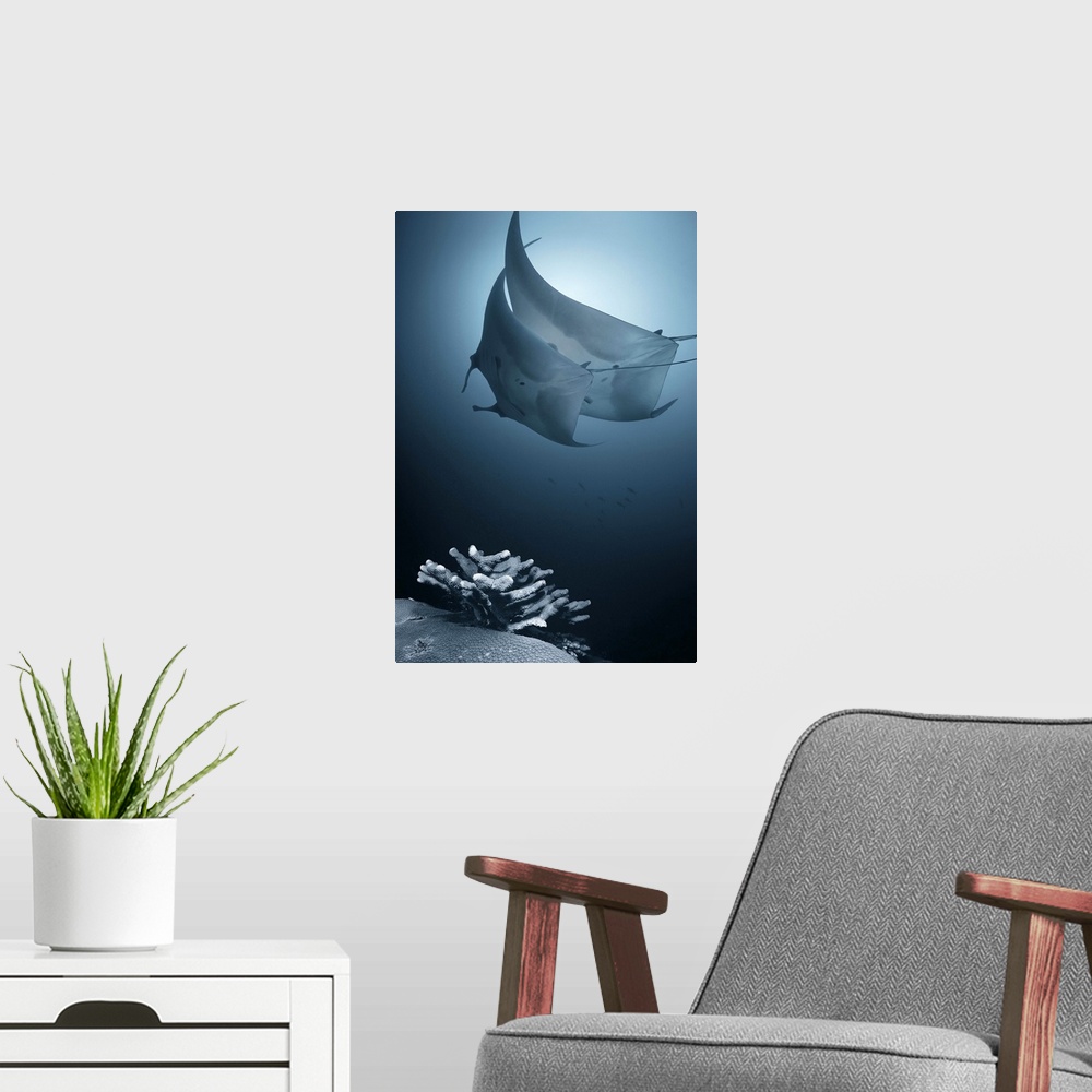 A modern room featuring A low angle view of manta rays gliding through the ocean.