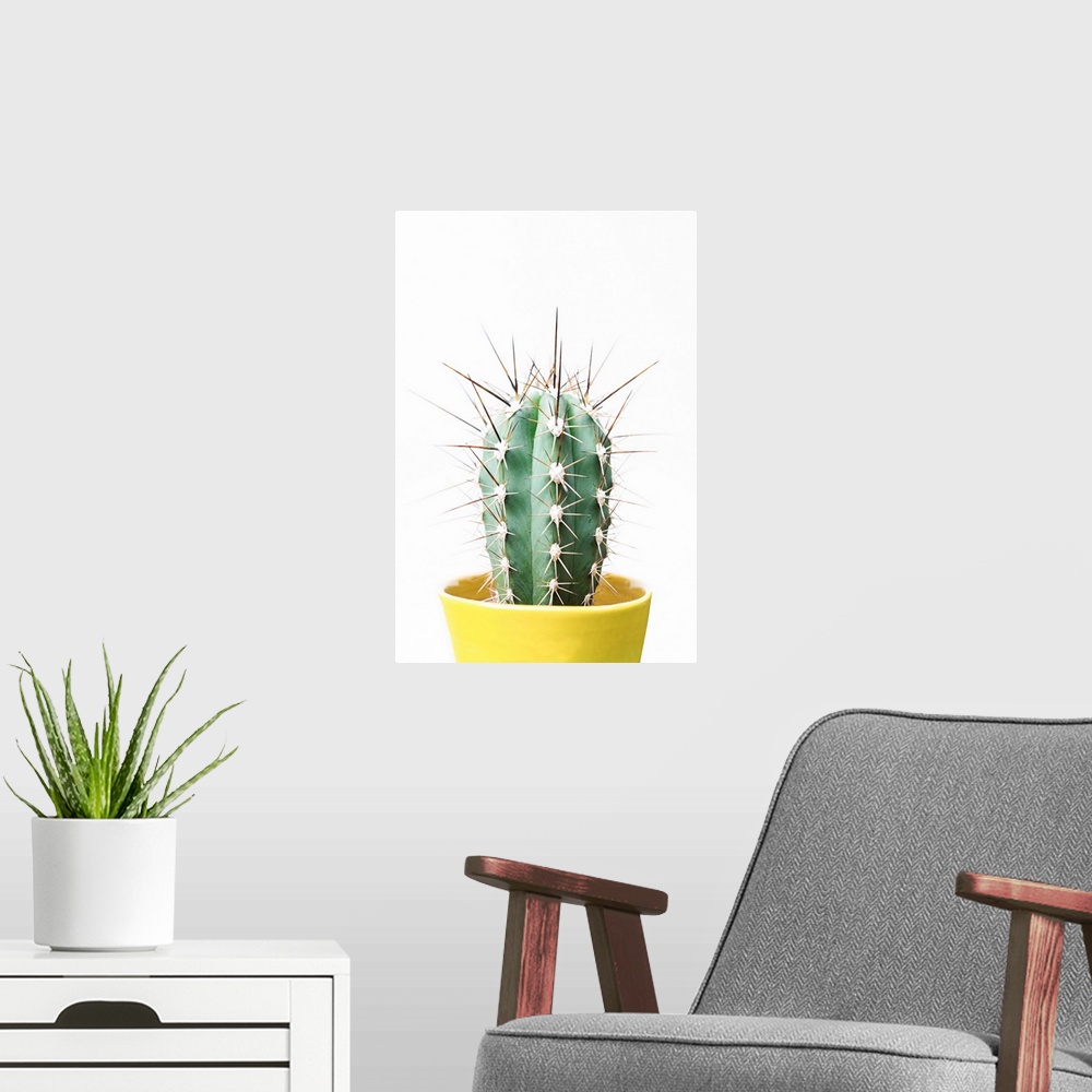 A modern room featuring Spikey Cactus