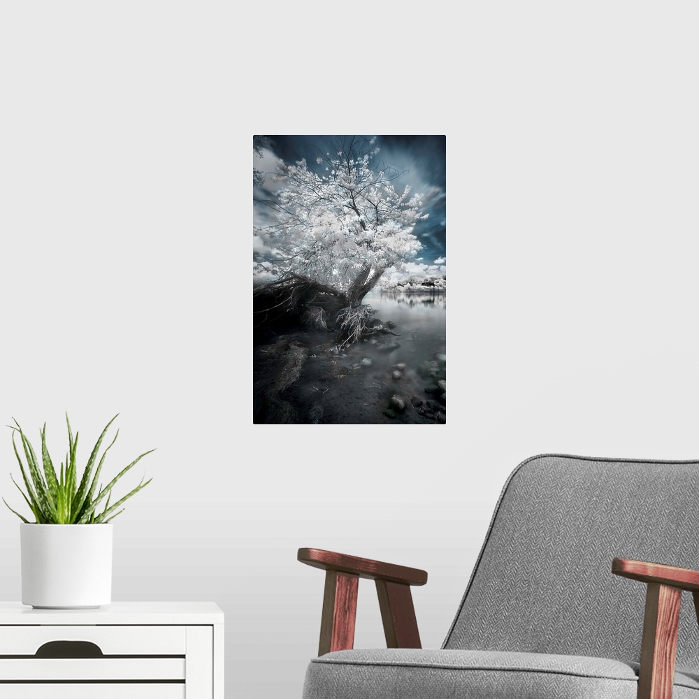 A modern room featuring A fine art photo of a tree with white foliage rooted on the rocky edge of a river.