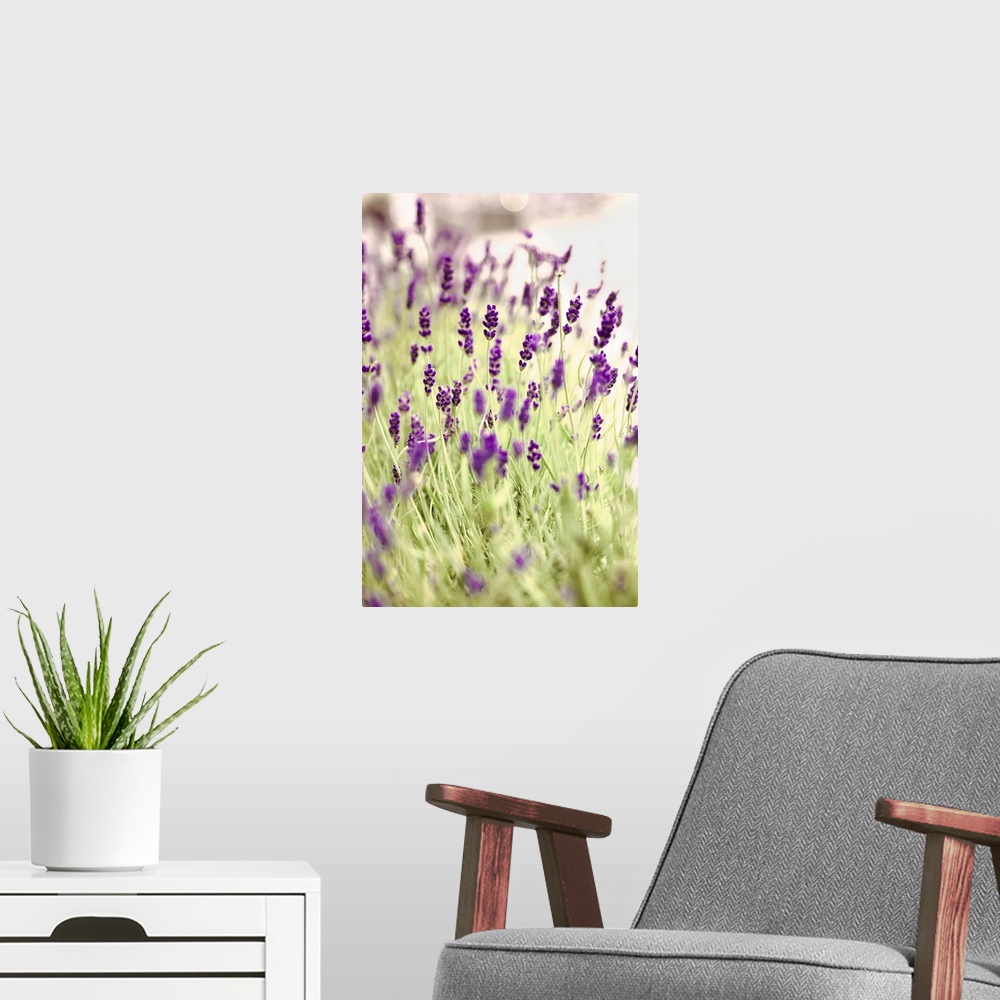 A modern room featuring Fine art photo of a field of lavender flowers.