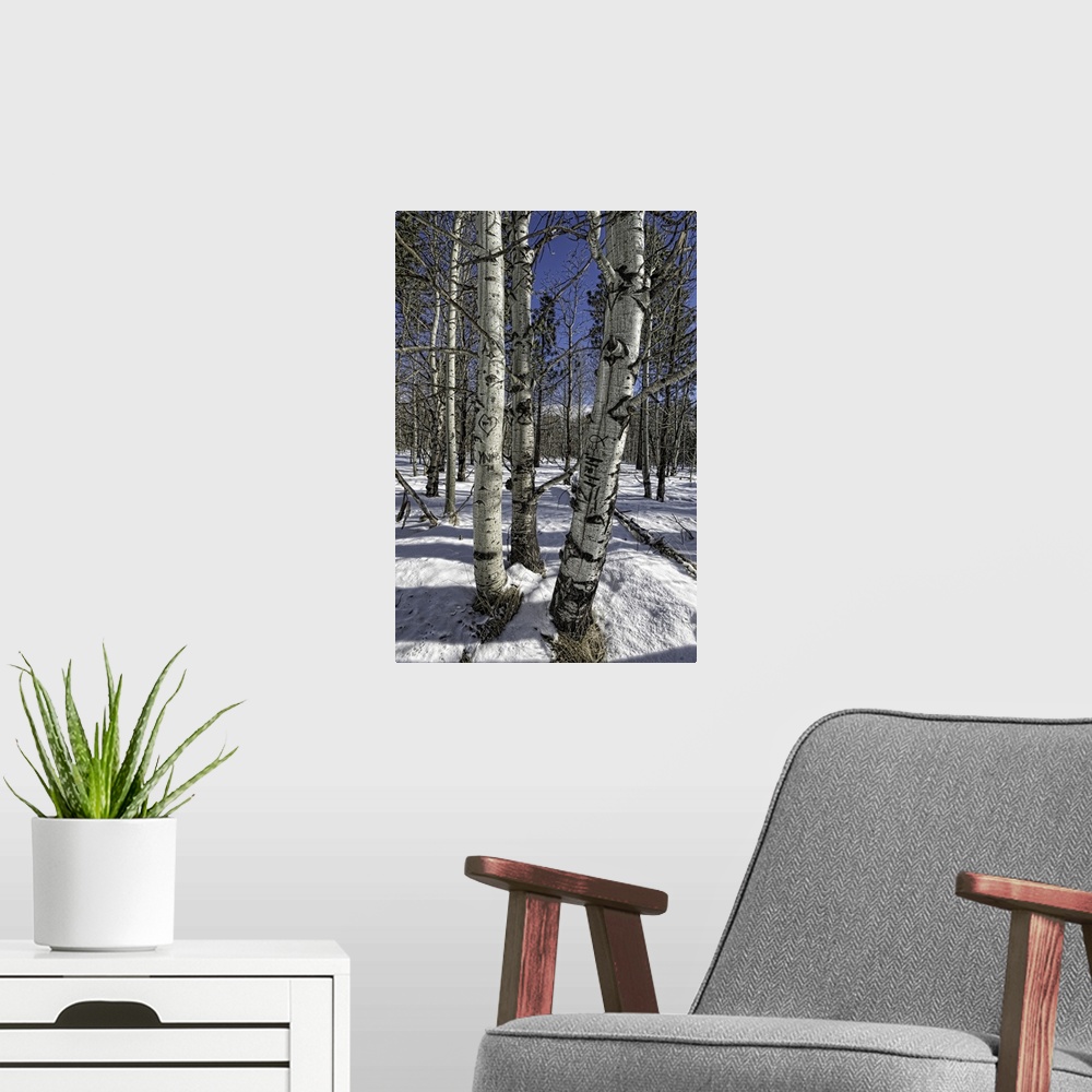 A modern room featuring Aspen Trees in Winter