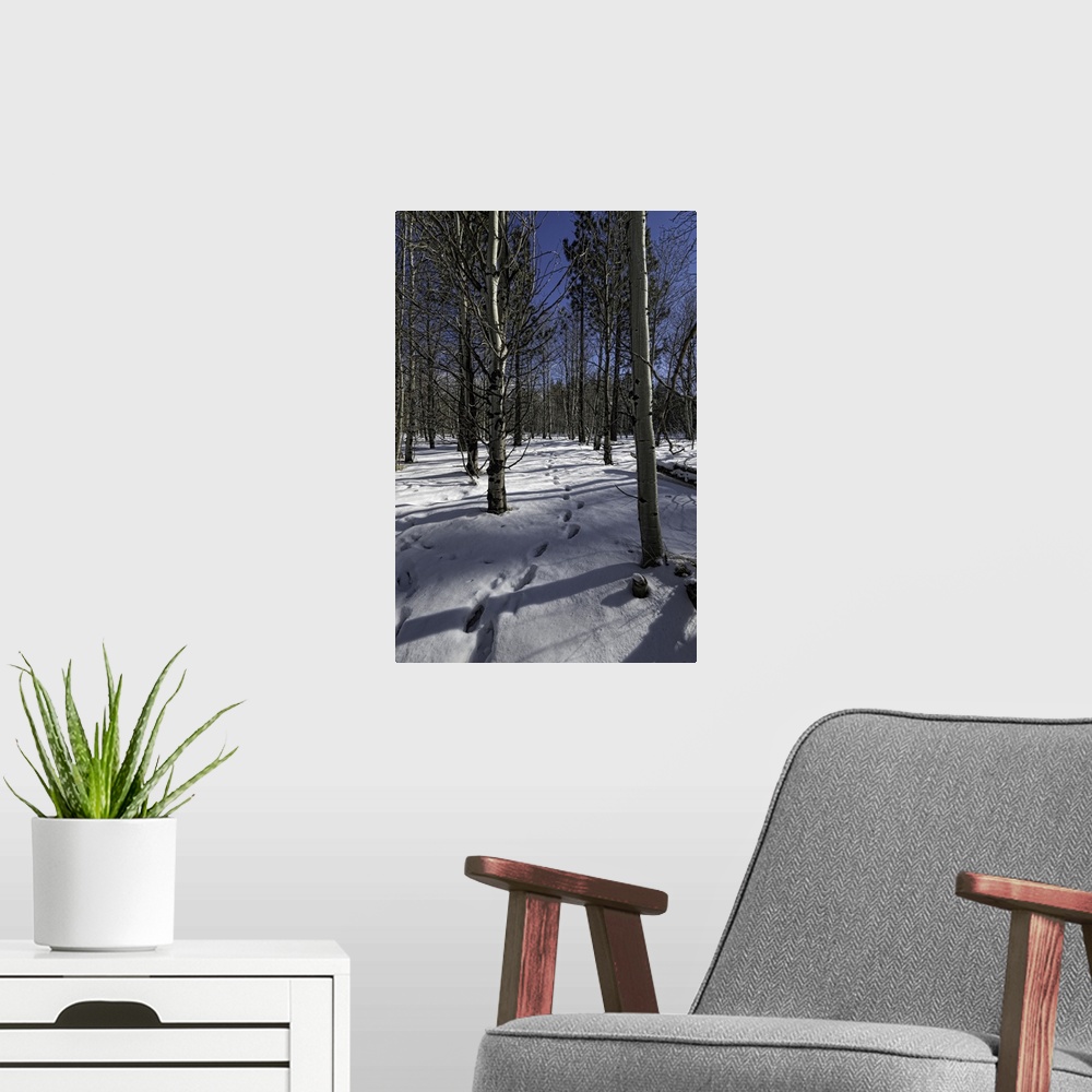 A modern room featuring Snowy path through forest