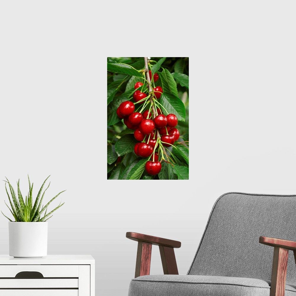 A modern room featuring A cluster of ripe Bing cherries on the tree, ready for harvest