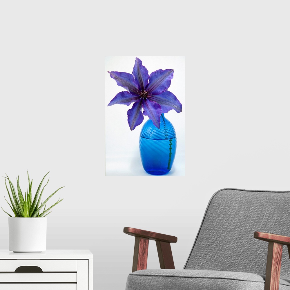 A modern room featuring A purple clematis flower in a blue vase.