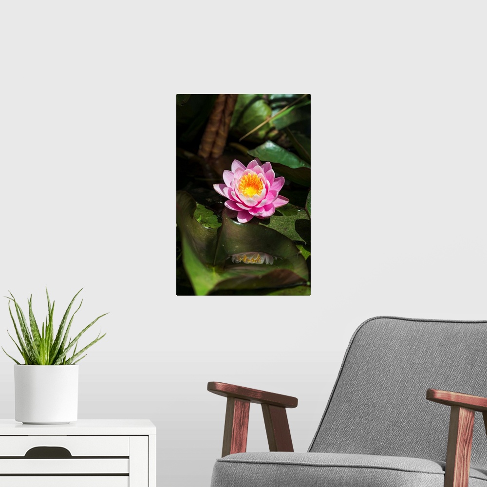A modern room featuring A water lily blooms in springtime. Astoria, Oregon, United States of America.