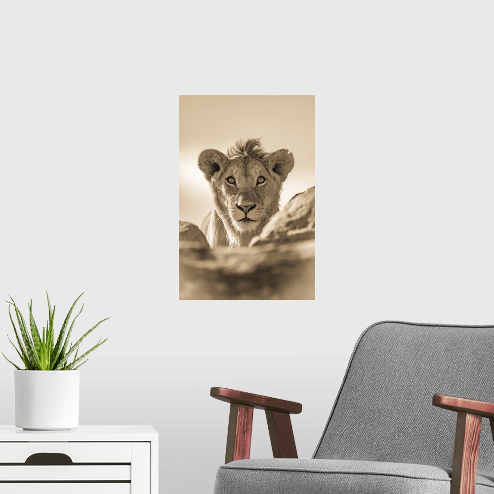 A modern room featuring A young male lion (Panthera leo) pokes his head above a rocky ledge. He has a short mane and is s...
