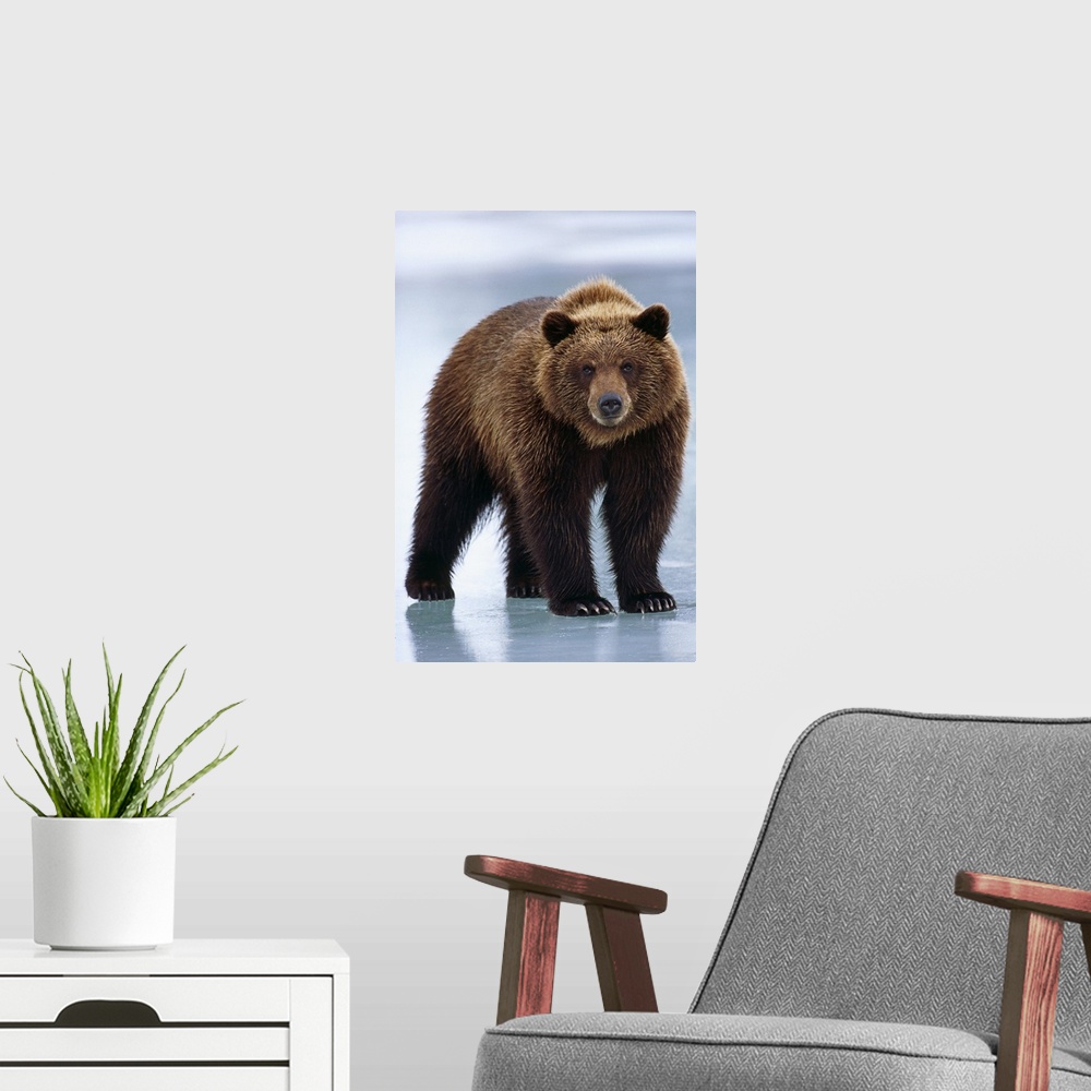 A modern room featuring Adolescent Brown Bear Standing On Frozen Pond, Alaska Wildlife Conservation Center