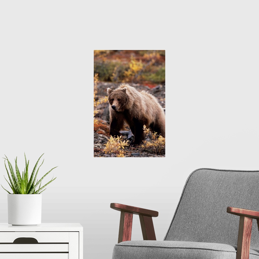 A modern room featuring Adult Grizzly Walking On Fall Tundra, Denali Nationanl Park, Alaska