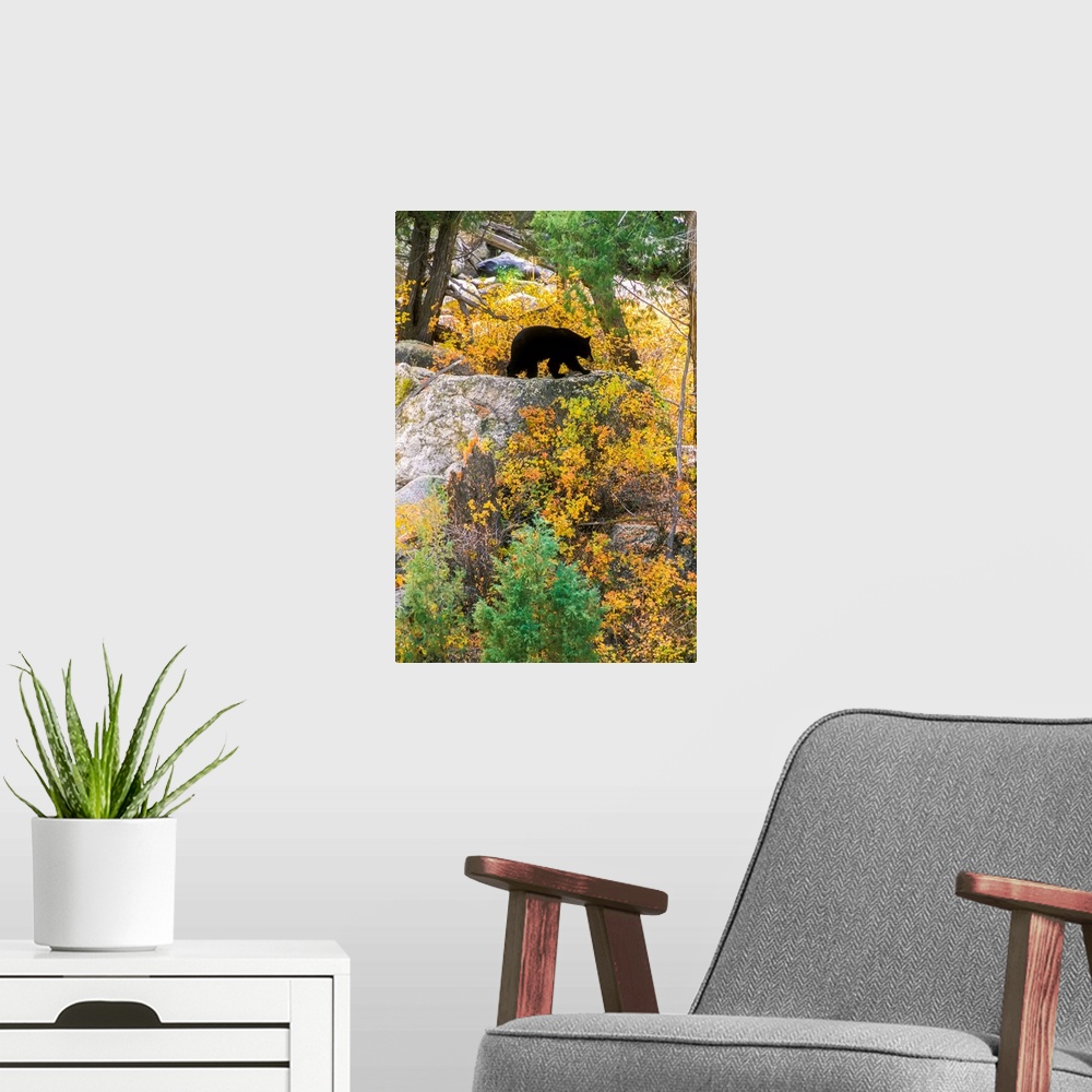 A modern room featuring American black bear (Ursus americanus) on top of a rocky ledge foraging along the banks of the Ye...