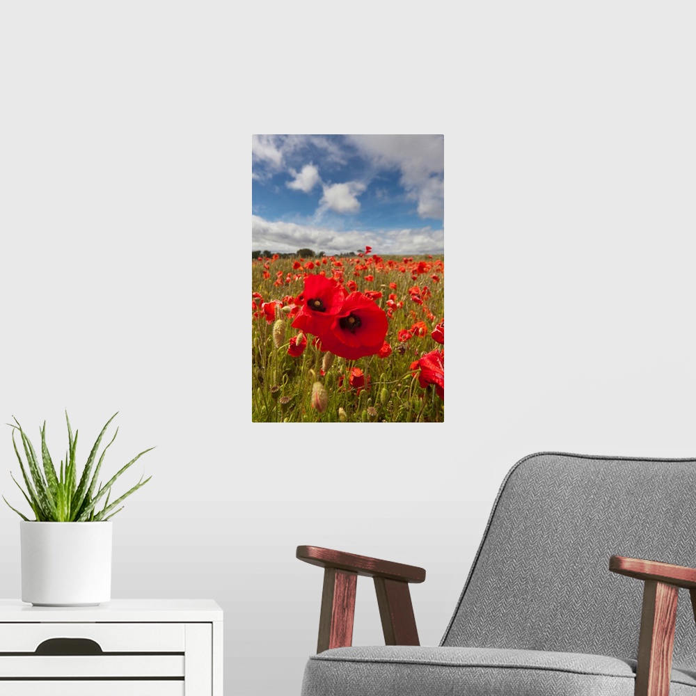 A modern room featuring An Abundance Of Red Poppies In A Field, Northumberland, England