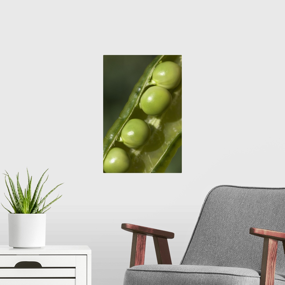 A modern room featuring An Opened Green Pea Pod