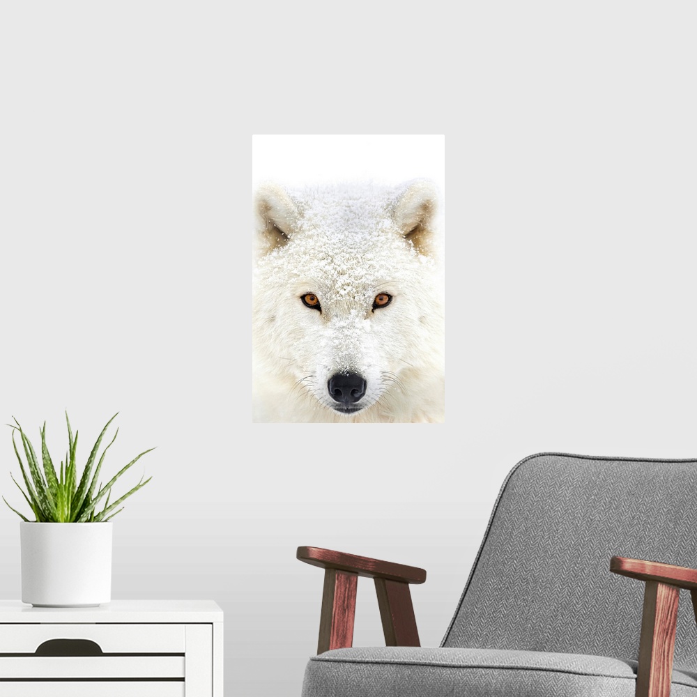 A modern room featuring Arctic wolf (Canis lupus arctos) portrait; Montebello, Quebec, Canada