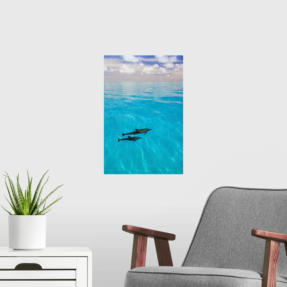 A modern room featuring Atlantic Spotted Dolphins