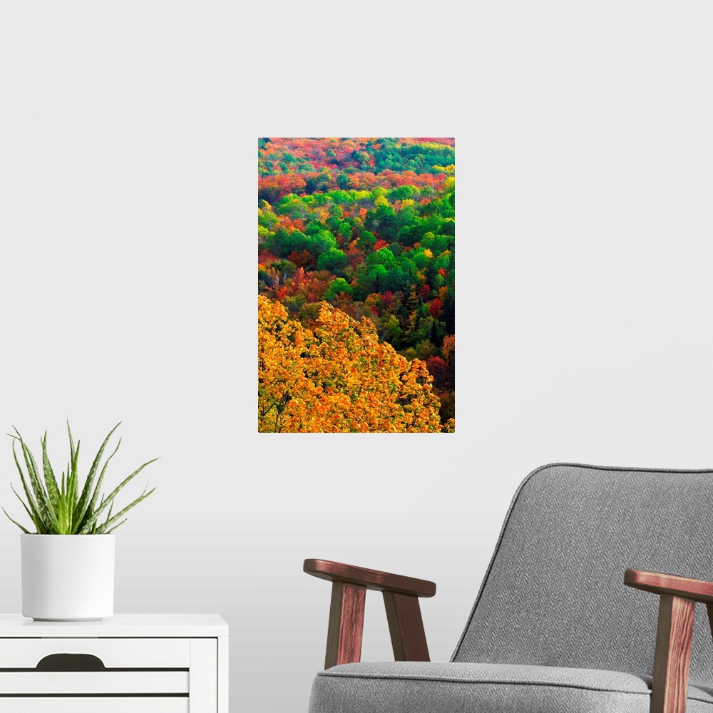 A modern room featuring Autumn Trees, Ottawa Valley, Ontario, Canada