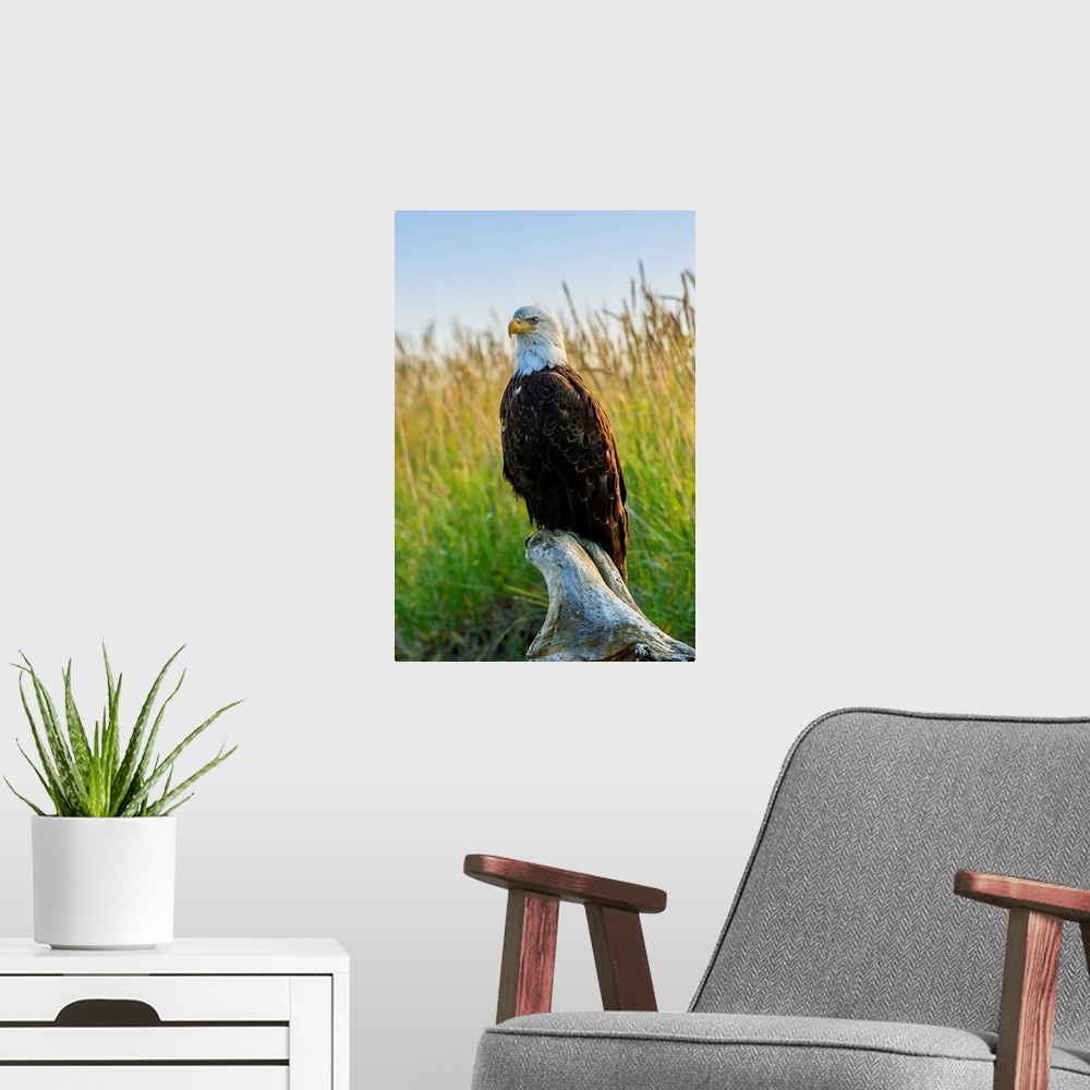 A modern room featuring Bald Eagle, Haliaeetus leucocephalus, perched on driftwood.