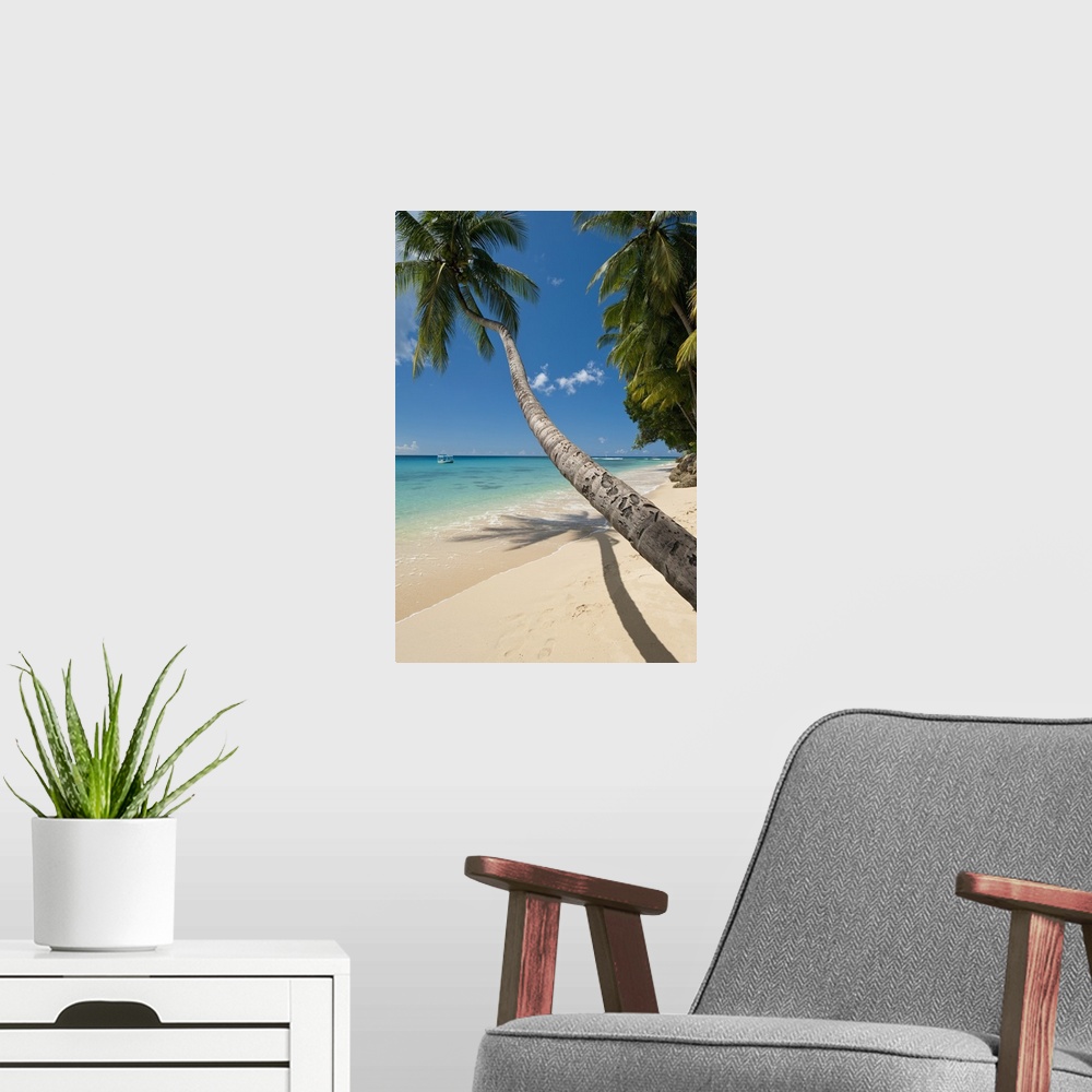 A modern room featuring Barbados, Palm tree leaning over beach near Holetown