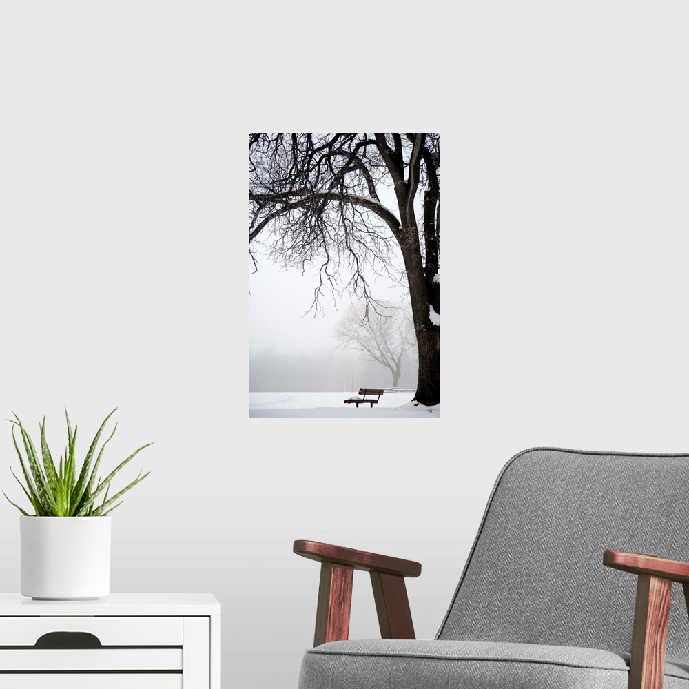 A modern room featuring Bare Tree And Park Bench In Winter, Assiniboine Park, Winnipeg, Manitoba, Canada