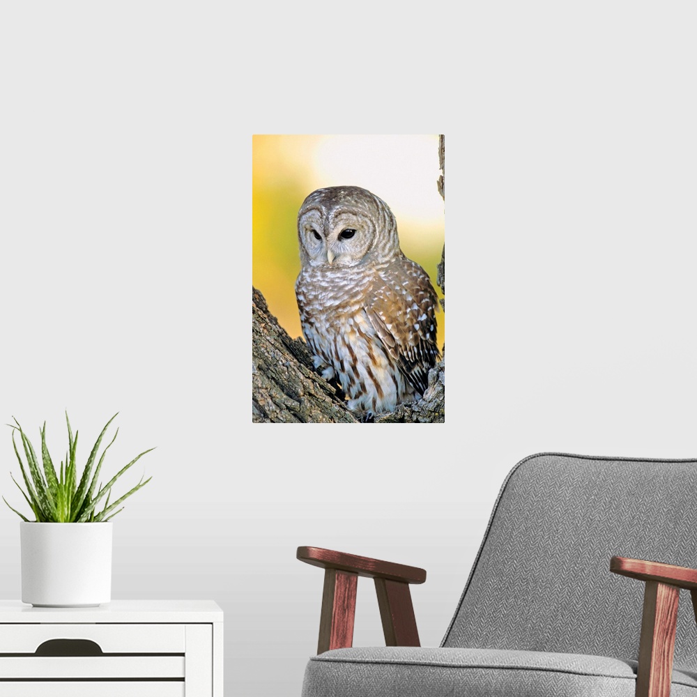 A modern room featuring Barred Owl Roosting In Tree