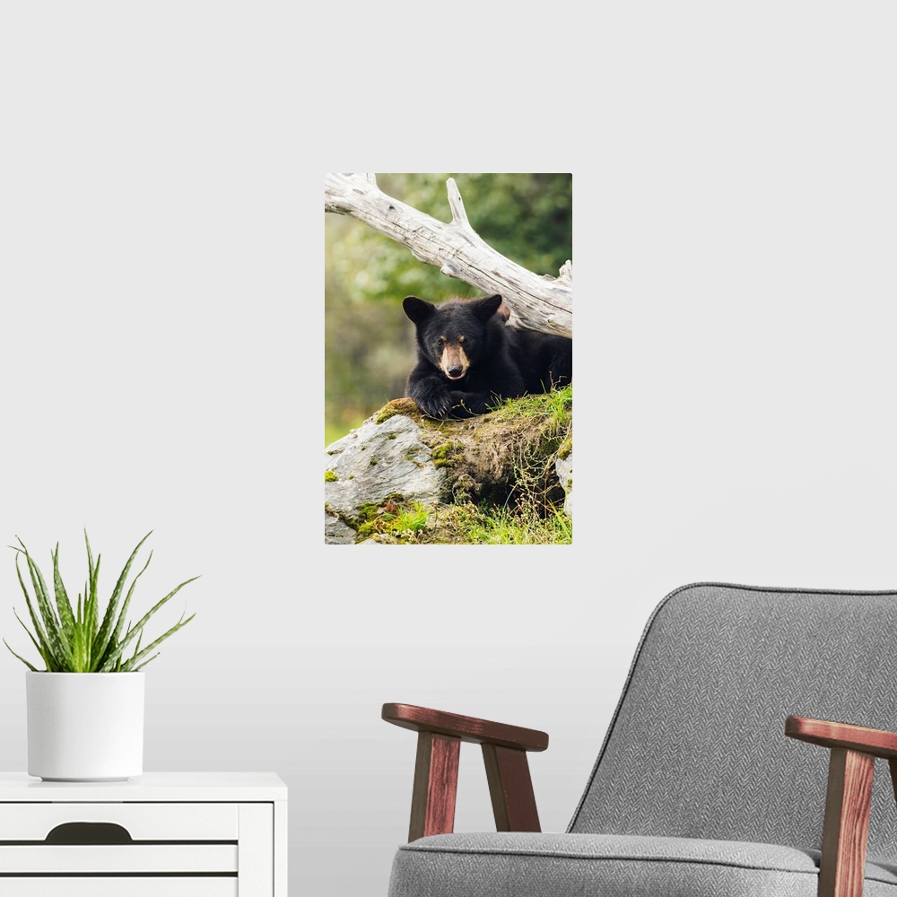 A modern room featuring Black bear cub (ursus americanus), captive at the Alaska Wildlife Conservation Center, South-cent...