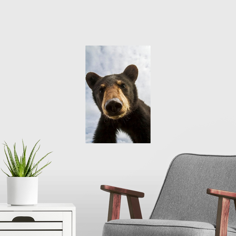 A modern room featuring Black bear cub (ursus americanus), captive in Alaska Wildlife Conservation Center, South-central ...