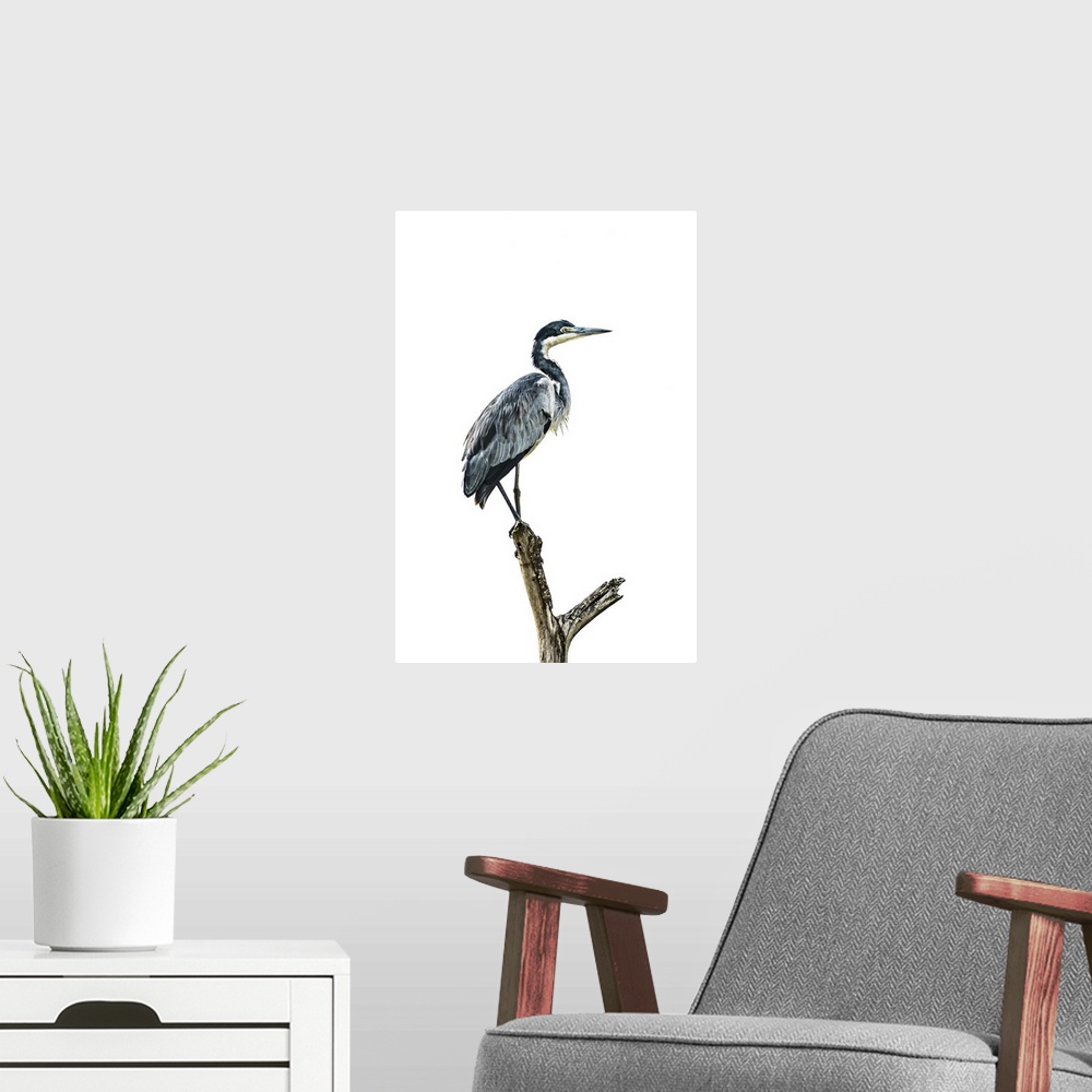 A modern room featuring Black-headed heron (Ardea melanocephala) stands in profile on a forked tree stump against a cloud...