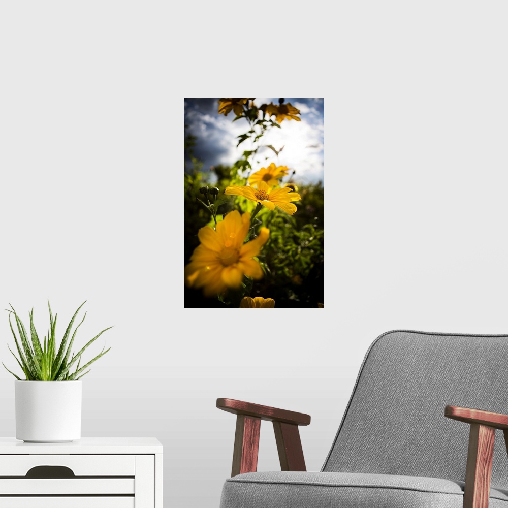 A modern room featuring Close-up of blossoming yellow flowers with selective focus in Volcanoes National Park; Rwanda