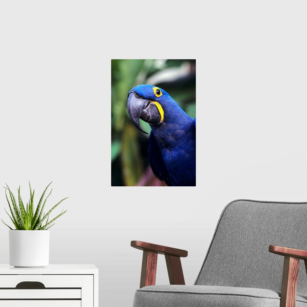 A modern room featuring Blue And Yellow Hyacinth Macaw