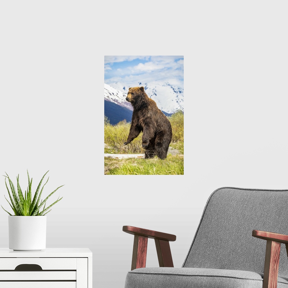 A modern room featuring Brown bear boar (Ursus arctos) stands up to get a better view, Alaska Wildlife Conservation Cente...