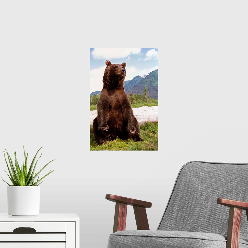 A modern room featuring Brown Bear sits on its rump at the Alaska Wildlife Conservation Center, Alaska