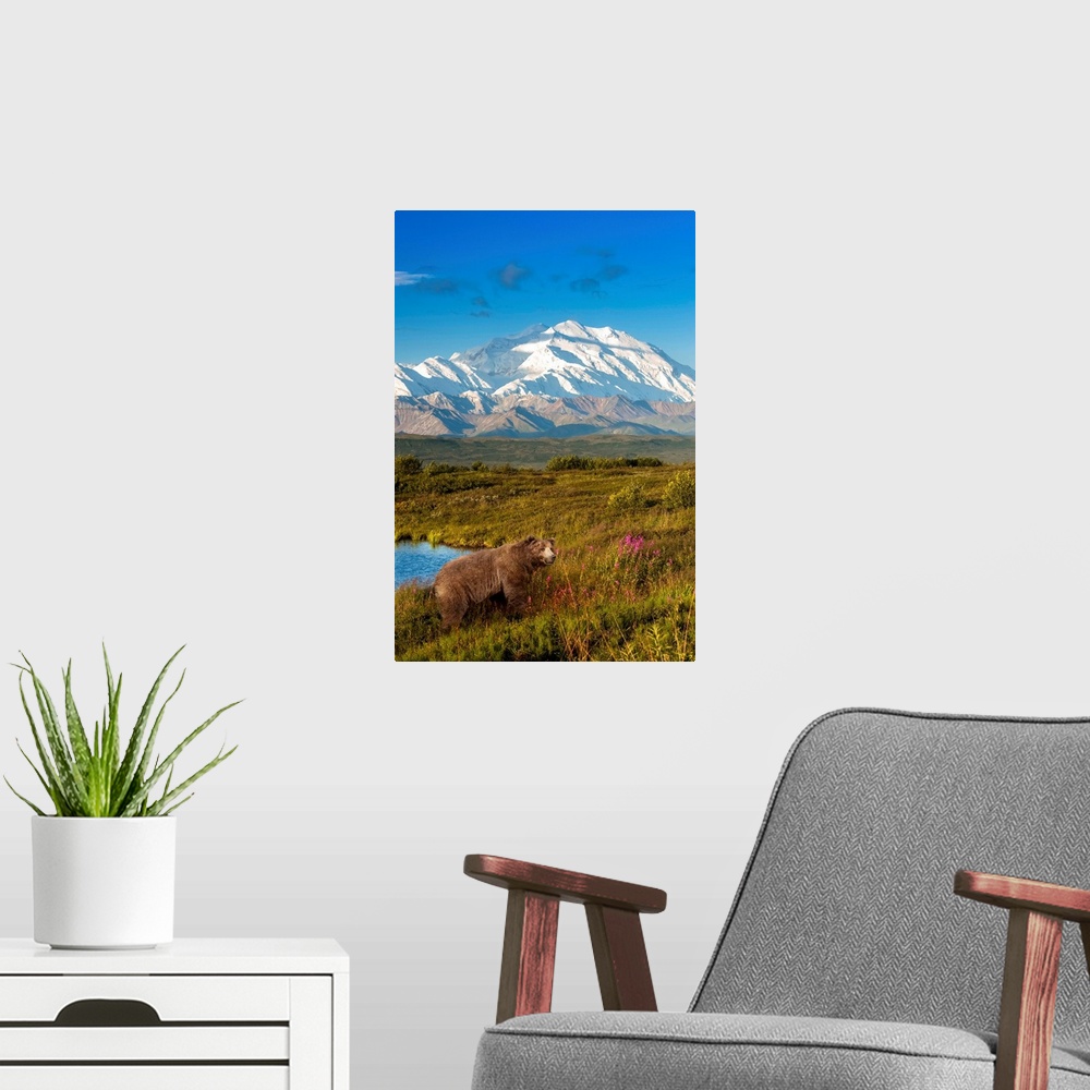 A modern room featuring Brown bear (ursus arctos) walking in a grass meadow with Mount McKinley in the distance, Denali N...