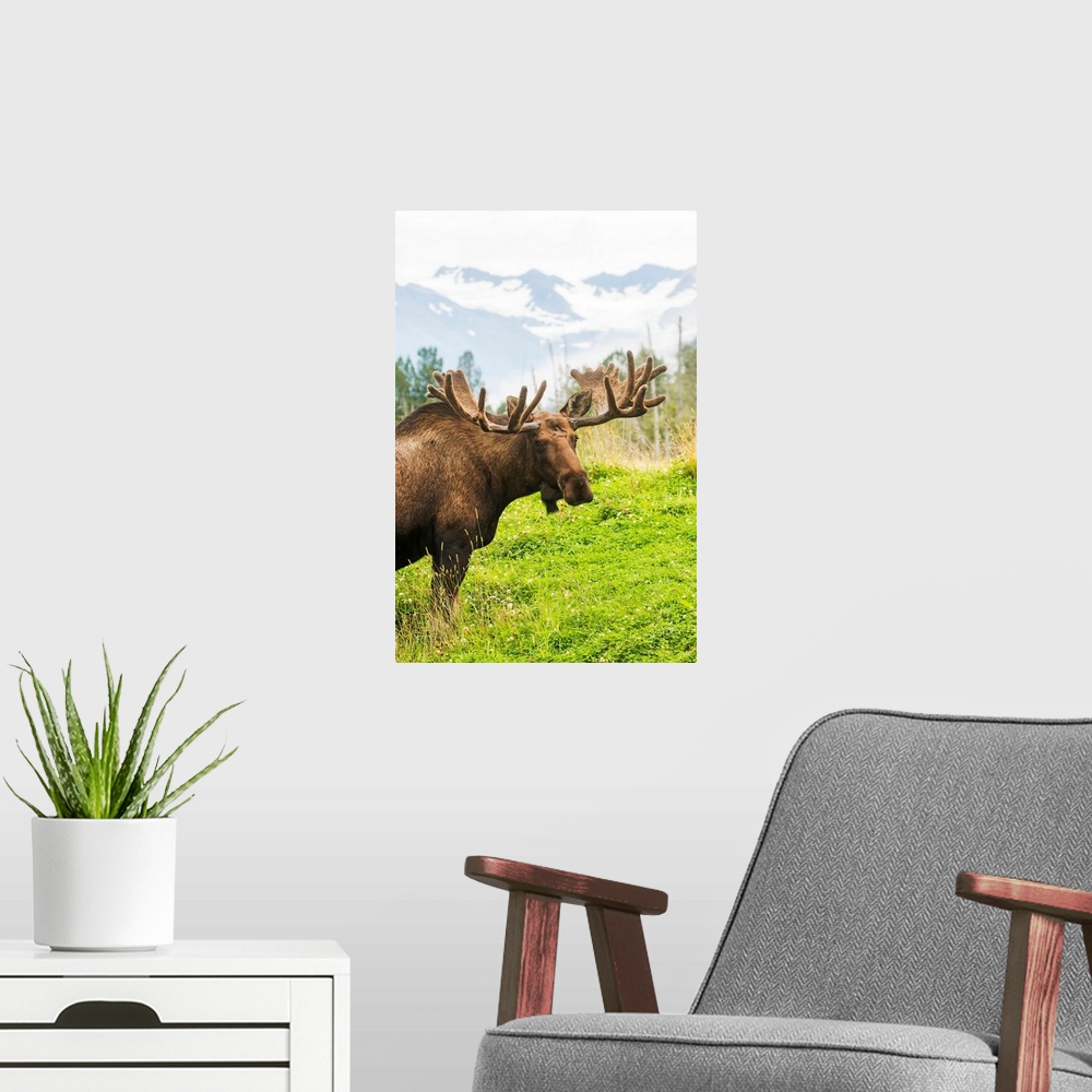 A modern room featuring Bull moose (alces alces) with antlers in velvet, captive in Alaska Wildlife Conservation Center, ...
