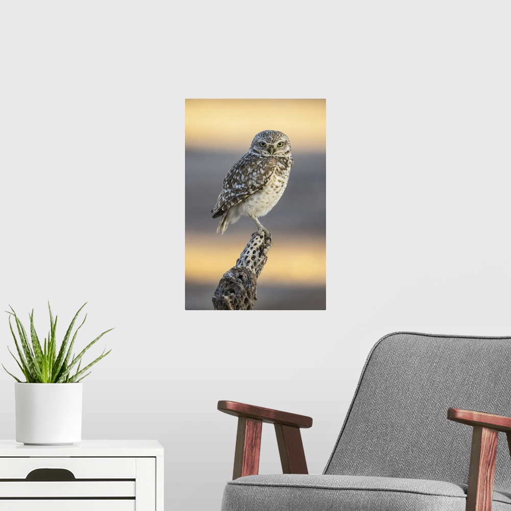 A modern room featuring Burrowing owl (athene cunicularia) perched on cholla cactus (cylindropuntia) skeleton, Casa Grand...