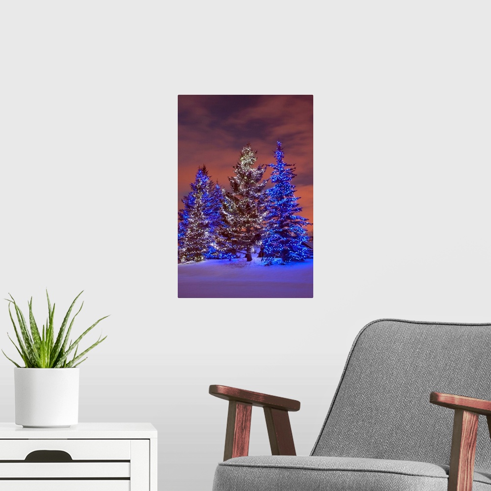 A modern room featuring Calgary, Alberta, Canada, Christmas Lights On Evergreen Trees At Sunset