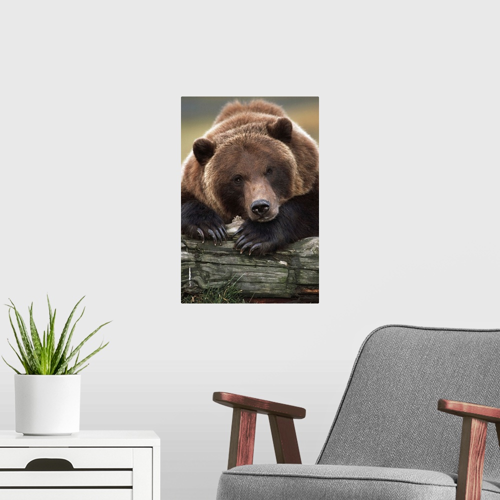 A modern room featuring Captive Brown Bear Rests With It Front Legs Outstretched On A Log At The Alaska Wildlife Conserva...